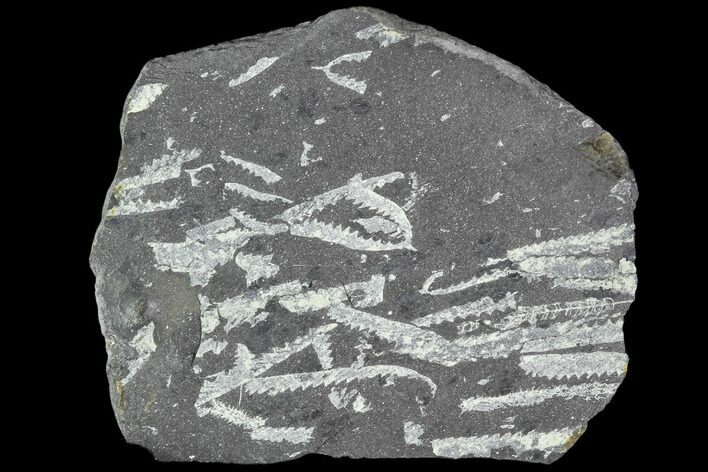 Fossil Graptolite Cluster (Didymograptus) - Great Britain #103432